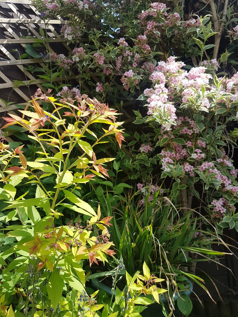 GroundControlGC's tweet photo. In THIRD place for the #GCFlowerShow is.... Peter Mountford. Congratuations!

“nice scarecrow, Pete! I can see you wearing that hat yourself as you enjoy a Pimms on the terrace! I like all the terracotta too, very nice” – Graham https://t.co/iaPB1dbUIB