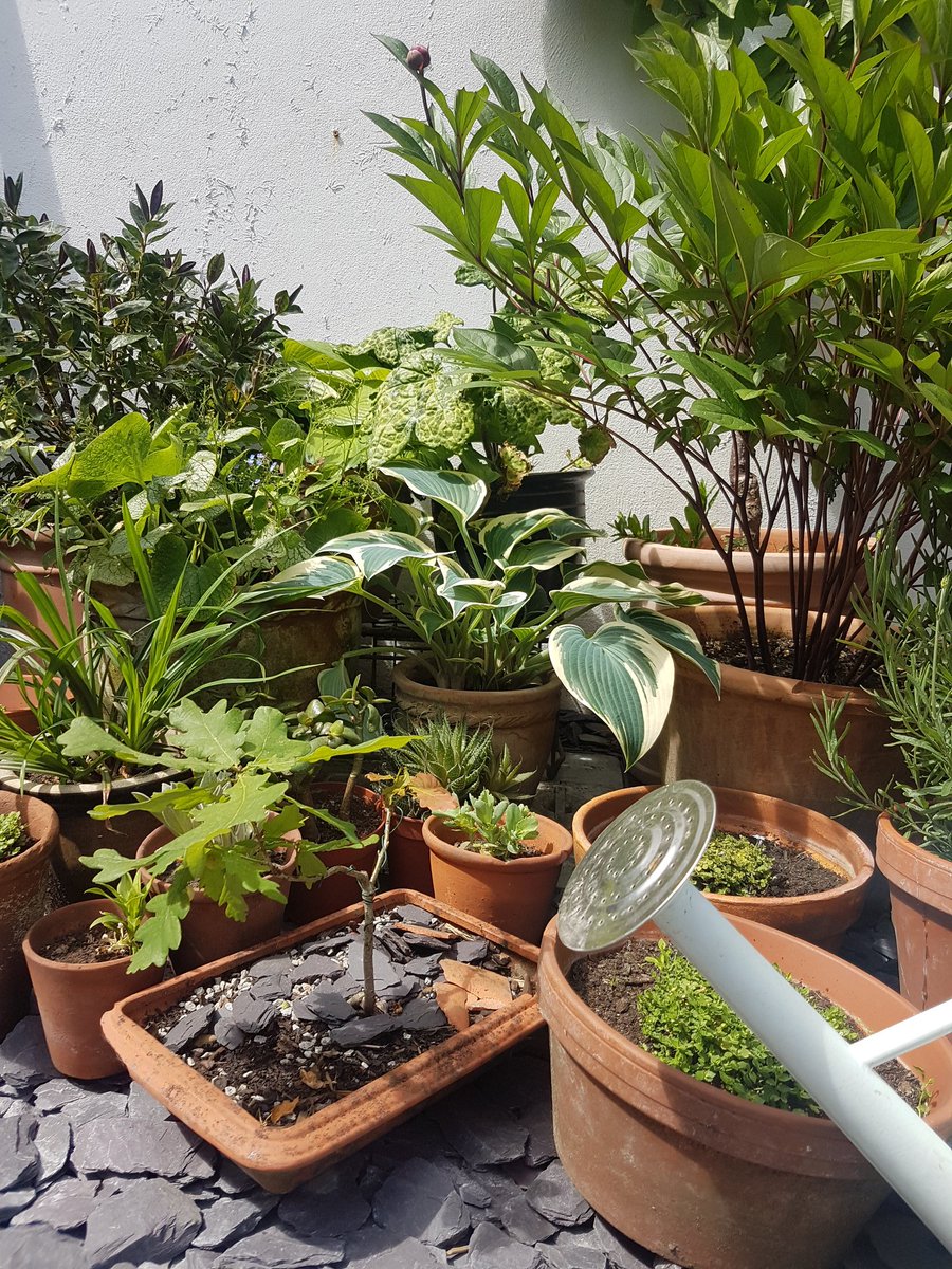 GroundControlGC's tweet photo. In THIRD place for the #GCFlowerShow is.... Peter Mountford. Congratuations!

“nice scarecrow, Pete! I can see you wearing that hat yourself as you enjoy a Pimms on the terrace! I like all the terracotta too, very nice” – Graham https://t.co/iaPB1dbUIB