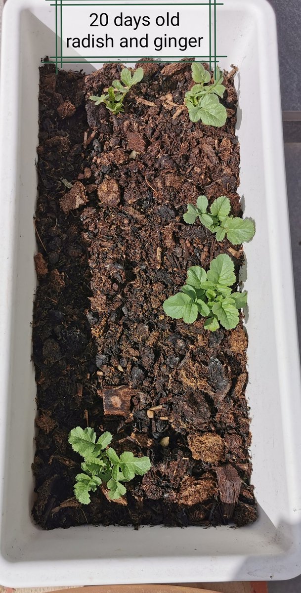 JudithRaganit's tweet photo. @HillsideYr1 Hi Miss Hart I am pleased to show you my portrait and my 20day old vege (pak choi and radish) https://t.co/SuDinU8wOh