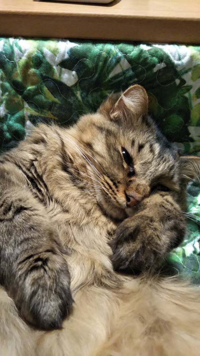 祈りを捧げるねこ もふもふチャレンジ に投稿された9000匹を超える動物たちが可愛すぎる Togetter