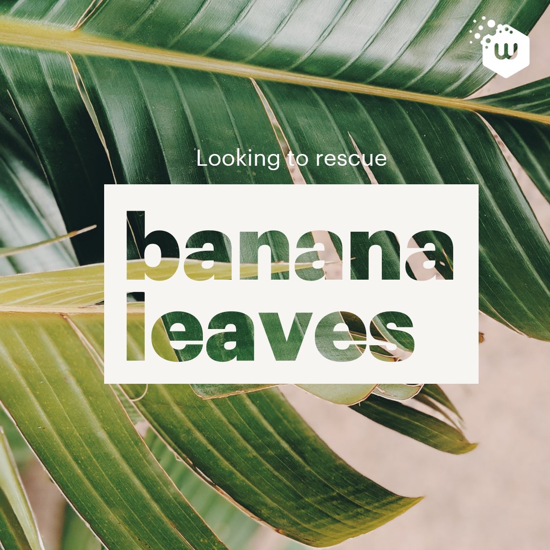 whatawasteMY's tweet photo. We’re looking to rescue some banana leaves! Contact kami ye kalau tau mana2 ada banana leaf extra 😊🙏🏾 https://t.co/enRlnKBU2J