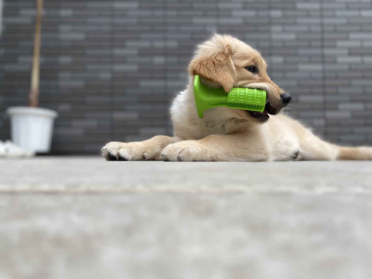 Addie___diary's tweet photo. Addie enjoyed toys of Akioka_pets!
Addie is ambassador of this pet shop so if you use my code "Addie", you can buy all products 25% off👍👍
Check them out☺️☺️
https://t.co/t6hCcKds7H

#goldenretriver #goldenretriever #puppy 
#dogsoftwitter #dog #doglover #doglife https://t.co/fWGcRsKbH8