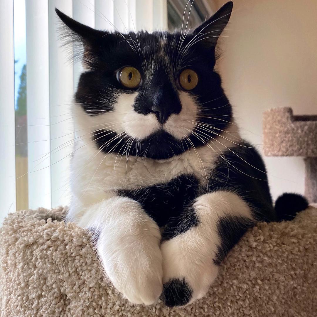 Target's tweet photo. We mustache you a question. Got plans on Caturday? #TargetPets https://t.co/eIsxLXAy03 https://t.co/5y6aW6w6NT
