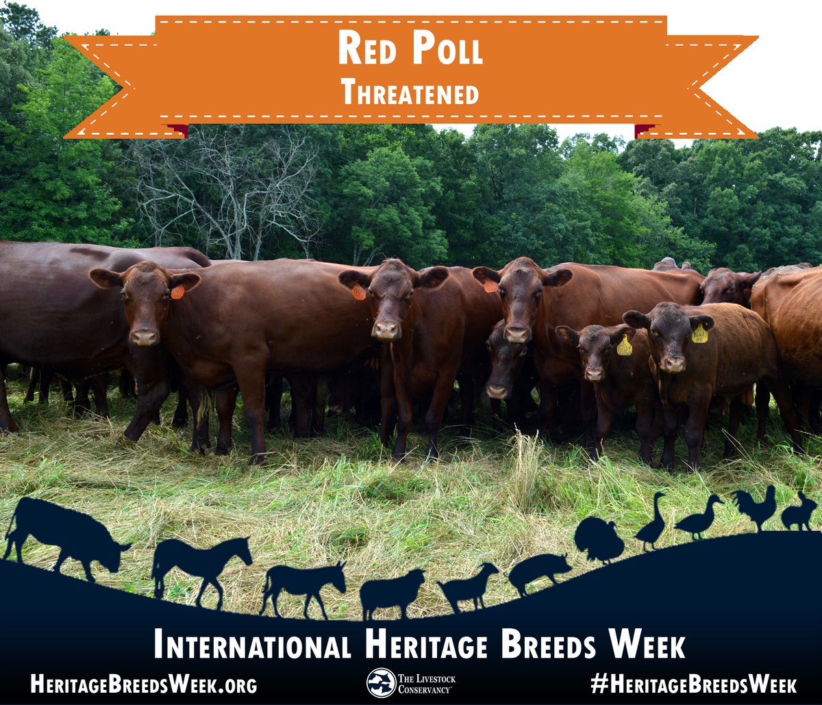 Red Poll cattle - Threatened: Red Polls have quiet dispositions and they are an excellent choice for rotational grazing. Learn more here: bit.ly/RedPollCattle #HeritageBreedsWeek #cattle #redpoll #cows #beef #dairy #norfolk #suffolk #grassfed #grassfinished
