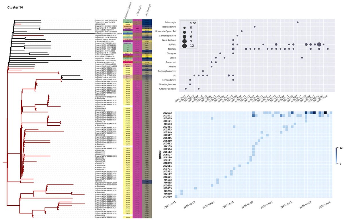 Leonardo Martins (@leomrtns) on Twitter photo Analysing genomes sequenced <a href="/TheQuadram/">Quadram Institute</a> together with the <a href="/CovidGenomicsUK/">COVID-19 Genomics UK (COG-UK) Consortium</a> database, to inform
<a href="/NNUH/">Norfolk and Norwich University Hospitals</a> clinicians. With a lot of help from many people, behind each dot there's a small army collecting the data, designing the algorithms... Analysing genomes sequenced <a href="/TheQuadram/">Quadram Institute</a> together with the <a href="/CovidGenomicsUK/">COVID-19 Genomics UK (COG-UK) Consortium</a> database, to inform
<a href="/NNUH/">Norfolk and Norwich University Hospitals</a> clinicians. With a lot of help from many people, behind each dot there's a small army collecting the data, designing the algorithms...