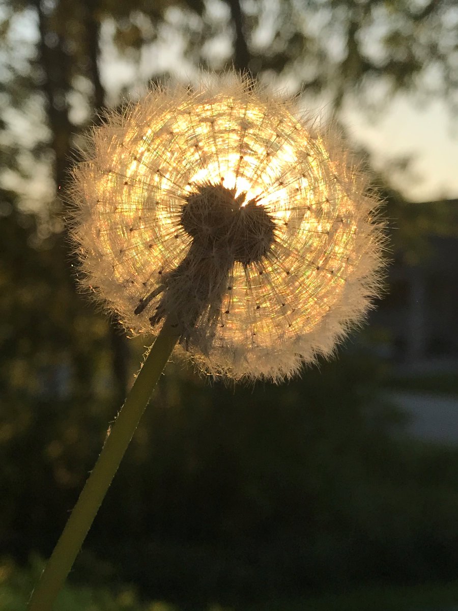 FNMI_SCDSB's tweet photo. What beauty are you noticing outside today? 
Even the smallest patches of grass or cracks in the sidewalk offer the opportunity to #takeacloserlook at nature.  Hope you take some time to #getoutside today! #justdandy #seeawish https://t.co/Qk4AnYcJsi