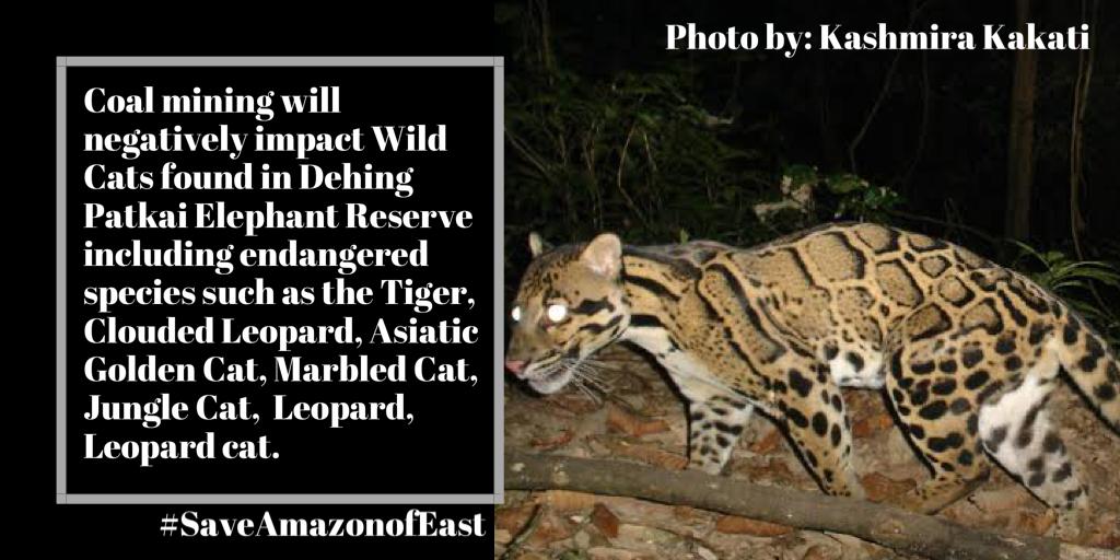 Research studies through camera trapping reveal presence of 7 wild cat species in Dehing Patkai Reserve. This is the highest diversity of wild cats found anywhere in the world @moefcc  @PMOIndiaRevoke decision for coal mining #DumbOrGreedy  #SaveAmazonOfEast  #BiodiversityDay
