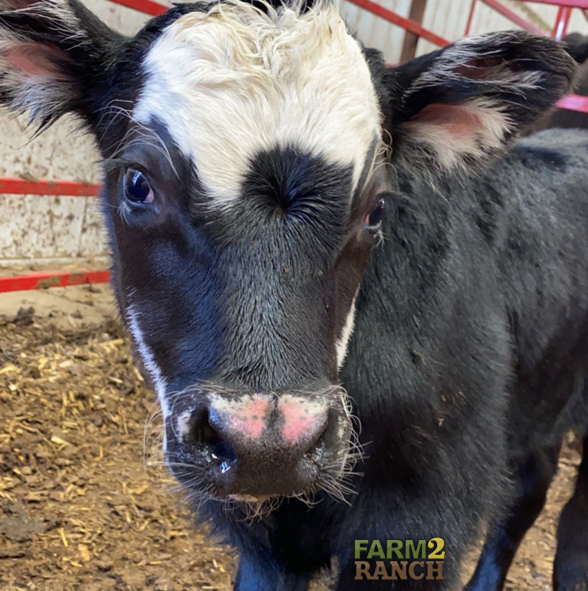 farm2_ranch's tweet photo. Mooooove over, weekdays... it's time for a three day weekend! Farm2Ranch wishes everyone a Happy Memorial Day and a relaxing weekend!
Photo Credit: @beefqueen2015
#farm2ranch #agriculture #usedag #letsgrowtogether #calf #memorialday #longweekend https://t.co/Lq28G5S8Q2