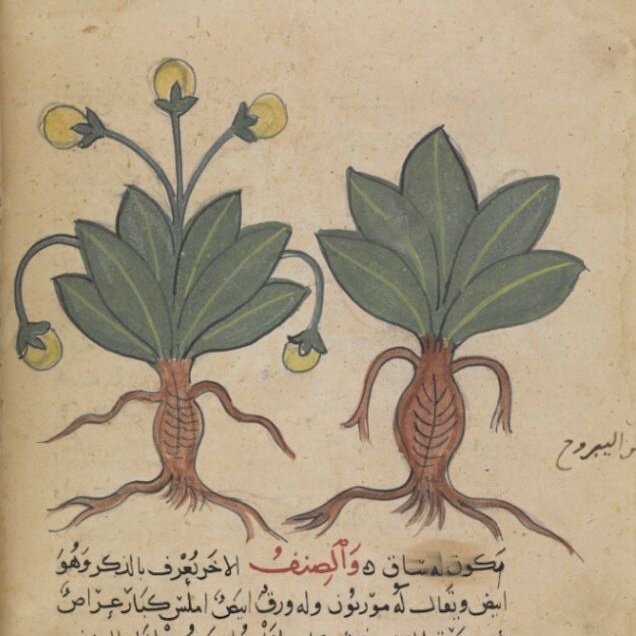 What mandrakes look like in the movie & what they look like in Arabic & Persian copies of Dioscorides' De Materia Medica(Bl Ms Or 3366, Baghdad 14th century)
