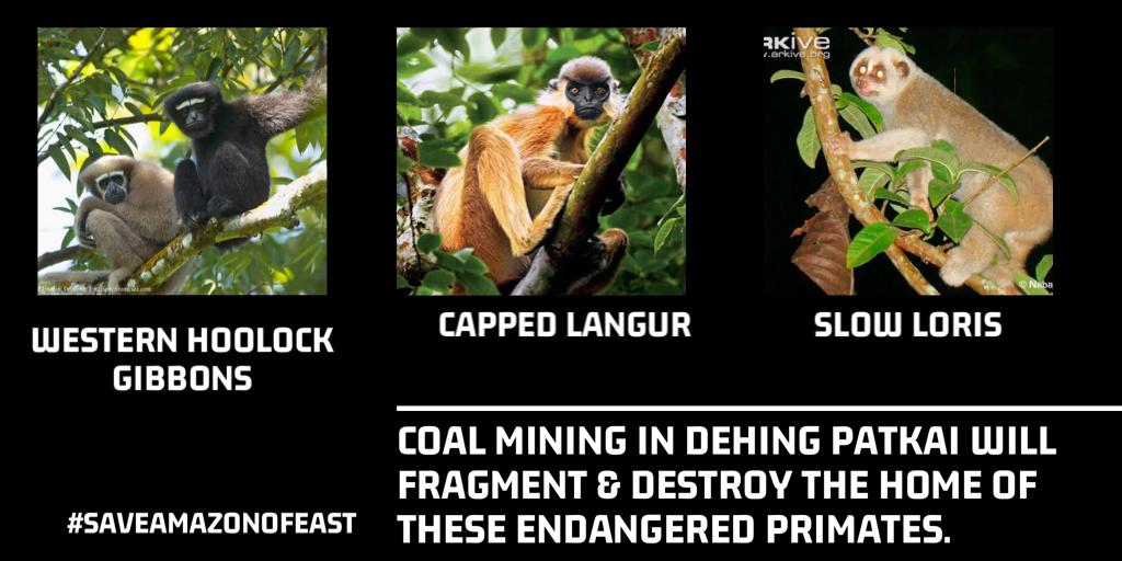 Research on primates like Western Hoolock Gibbon, Bengal Slow Loris etc in Dehing Patkai found that arboreal species (living in trees)need unfragmented forests for their survival @moefcc  @PMOIndia Revoke decision for coal mining #DumbOrGreedy  #SaveAmazonOfEast  #BiodiversityDay