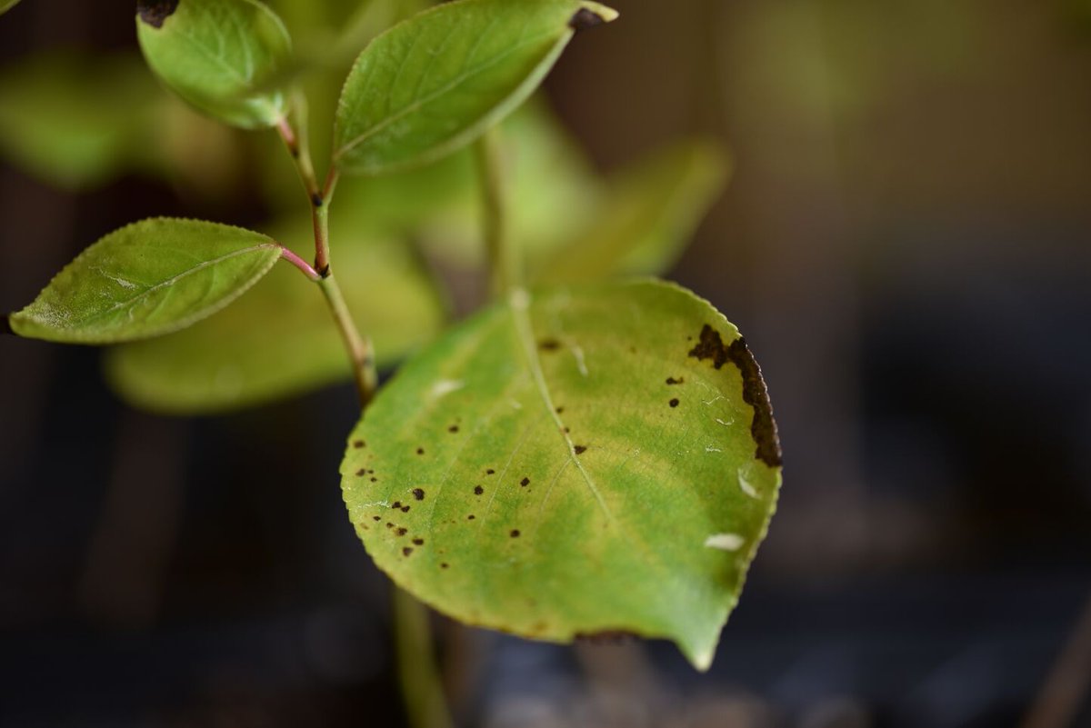 EMSLscience's tweet photo. Happy International Day for Biological Diversity! 

Pictured: a plant from our #plant science lab (creative, right?) https://t.co/MsTJl52nAo
