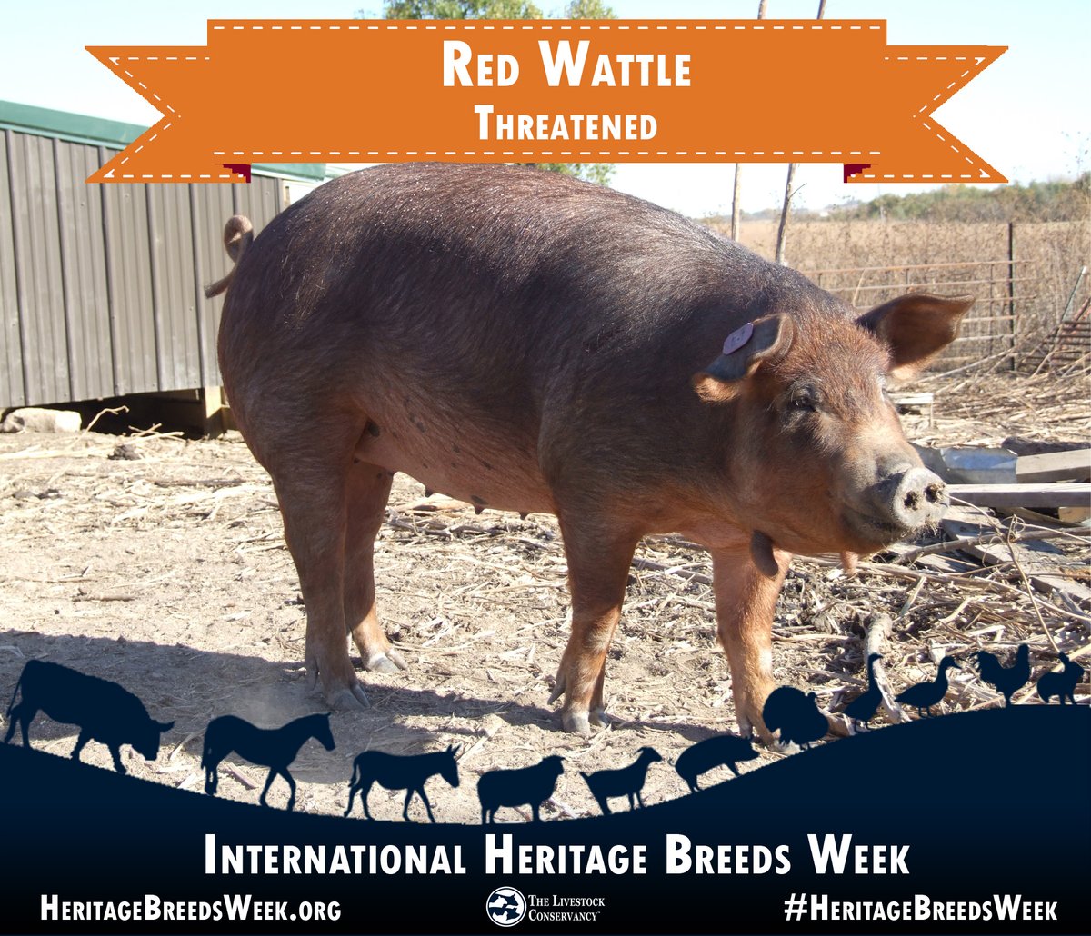 LConservancy's tweet photo. Red Wattle hog - Threatened: Known for hardiness, foraging activity, and rapid growth rate. They produce a lean meat that has been described as flavorful and tender. Learn more: #HeritageBreedsWeek #redwattle #pigs #hogs #wattles #pork #heritagepork #pasturedpork #heritagehogs https://t.co/w3x03kTczD