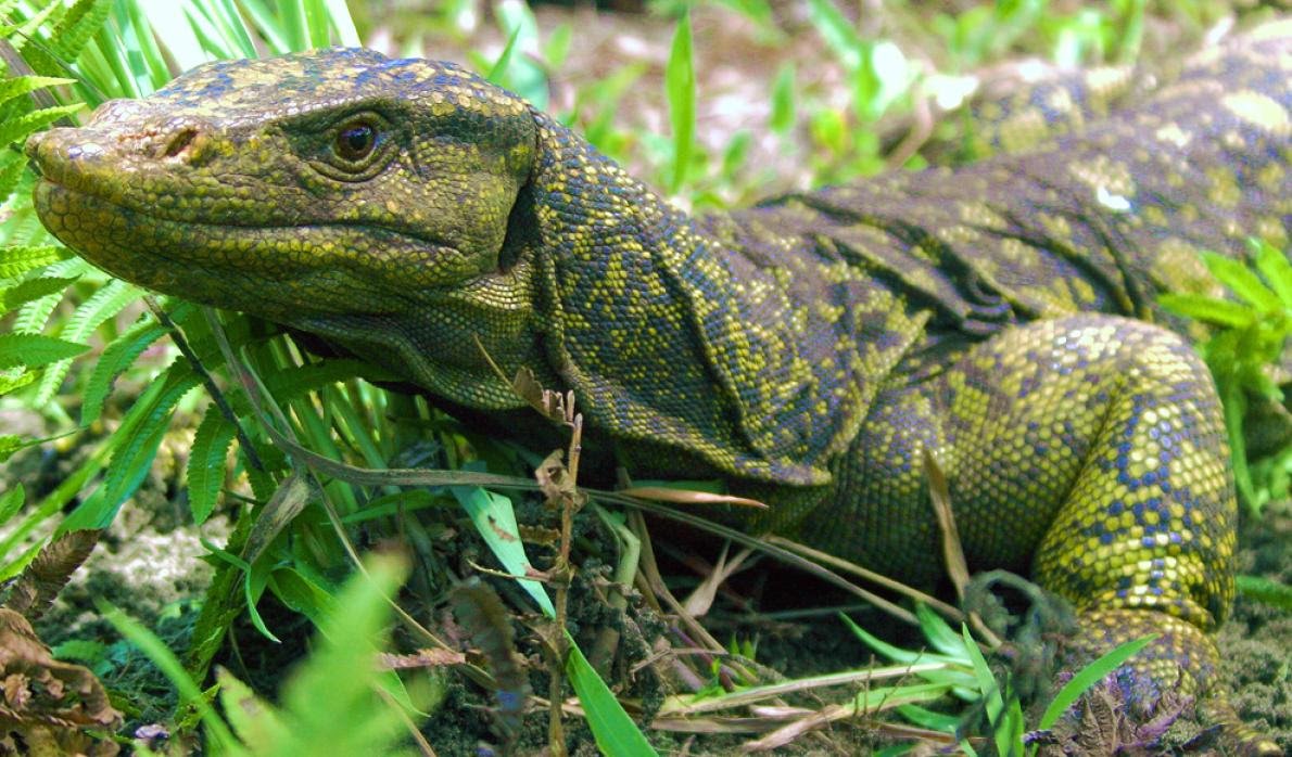 Last 1 for tonight, in honor of Daniel Bennett, who passed away recently. He worked for conservation of monitor  #lizards in the . Here's the Bitatawa, endemic to Northern Sierra Madre forest in Luzon.  #IDB2020  #BiodiversityDay National Geographic:  https://bit.ly/3cXgQK3 