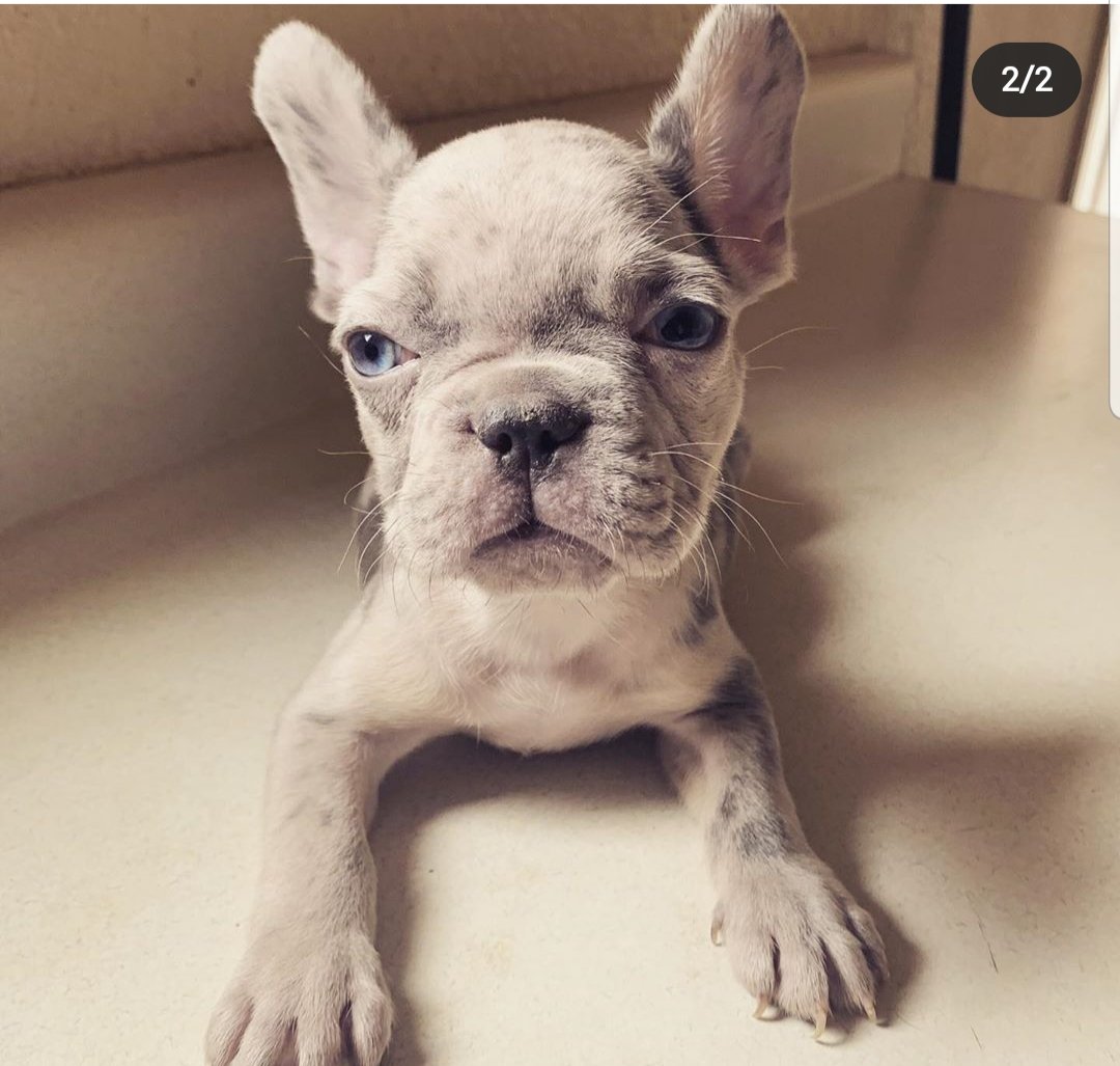 Im on some Frenchie shit.