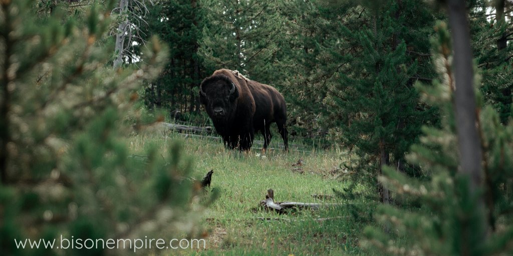 BisonEmpire's tweet photo. Millions of bison once roamed North America—from the forests of Alaska and the grasslands of Mexico to Nevada’s Great Basin and the eastern Appalachian Mountains.
Shop Bison apparel, hats, stickers and more… https://t.co/yneF3ZFujv
#bisonempire #bisonlife #bison #bethebison https://t.co/NdzbgcBA9P
