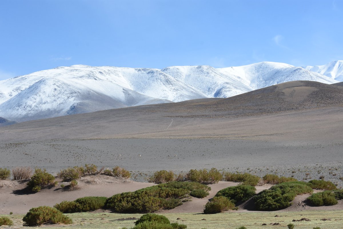 Good morning botanical community! Did you know that distantly related plants may converge to similar morphological features to colonize  #high-mountain environments? (1/6)