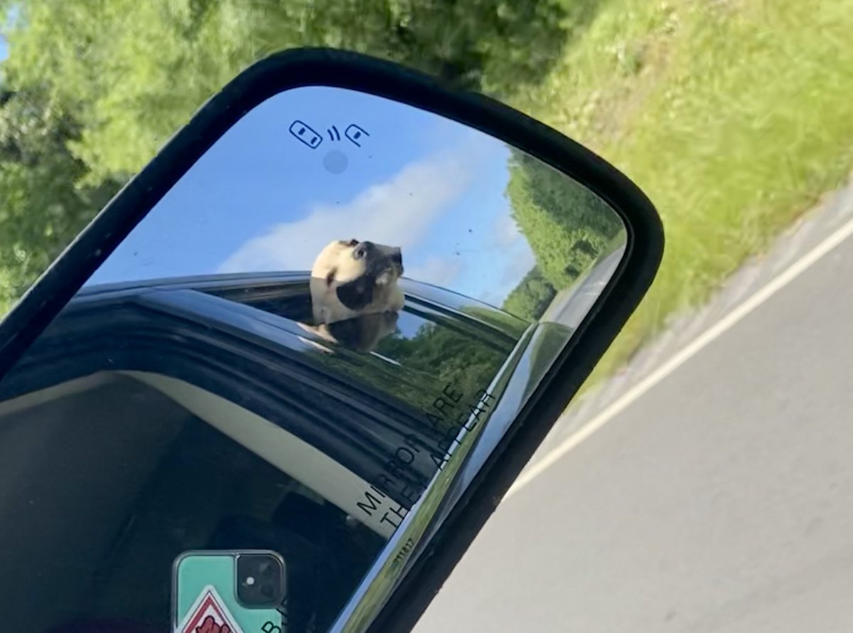 Hercules11319's tweet photo. Happy Friday! It’s sunny and I got a car ride today! https://t.co/X4jszzvZ3G