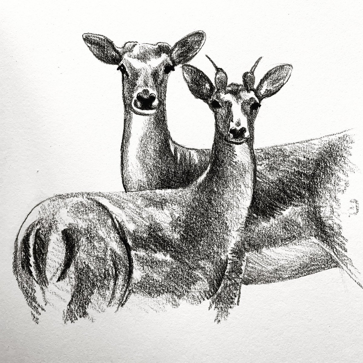 tweetingpainter's tweet photo. #IsolationDrawing Two male #Fallow #Deer from a larger group near a #covert in NE #Suffolk #Spring
#Crayon #KeepCalmAndKeepDrawing https://t.co/KUpKdjxHZj