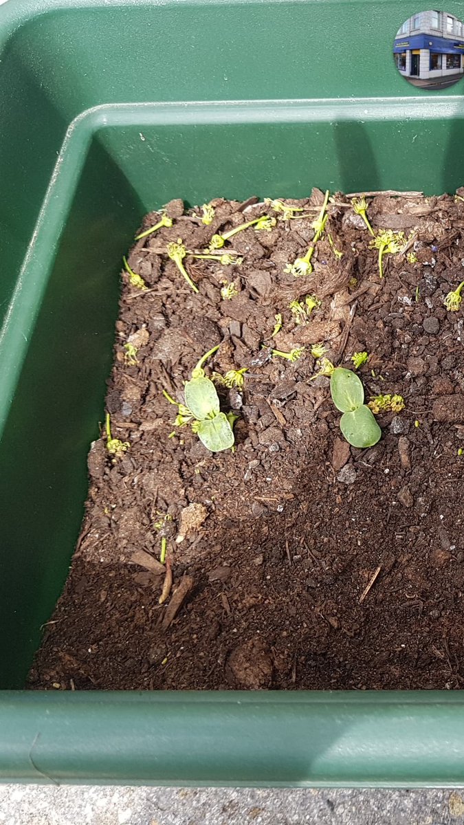 AFearonDesso's tweet photo. @LandscapeEvent - thanks for the sunflower seeds, we now have small green shoots #GrowHappy #HappyChild https://t.co/s5LrAMA6X0