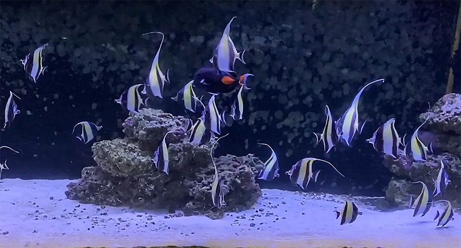 CORALmagazine's tweet photo. Our interview with Pablo Tepoot of @newlifespectrum, where he reveals his secrets of success keeping a school of #MoorishIdols for 25 months and counting. Watch the video and learn how he did it! https://t.co/wPNtsnyL6H
#MoorishIdol #reefhobby #marineaquariums #Zanclus #FOWLR https://t.co/J09QGIQ3HD