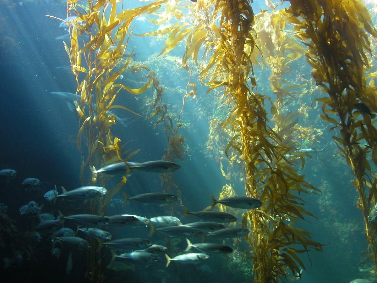 The threats facing ocean forests–kelp–are underappreciated, yet they play an important role in CO2 drawdown &amp; #climatechange mitigation. Read more about the #environmental benefits of kelp in this Commentary from <a href="/Filbeek/">Karen Filbee-Dexter</a> <a href="/uwaoceans/">UWA Oceans Institute</a> cell.com/one-earth/full… Happy #BiodiversityDay