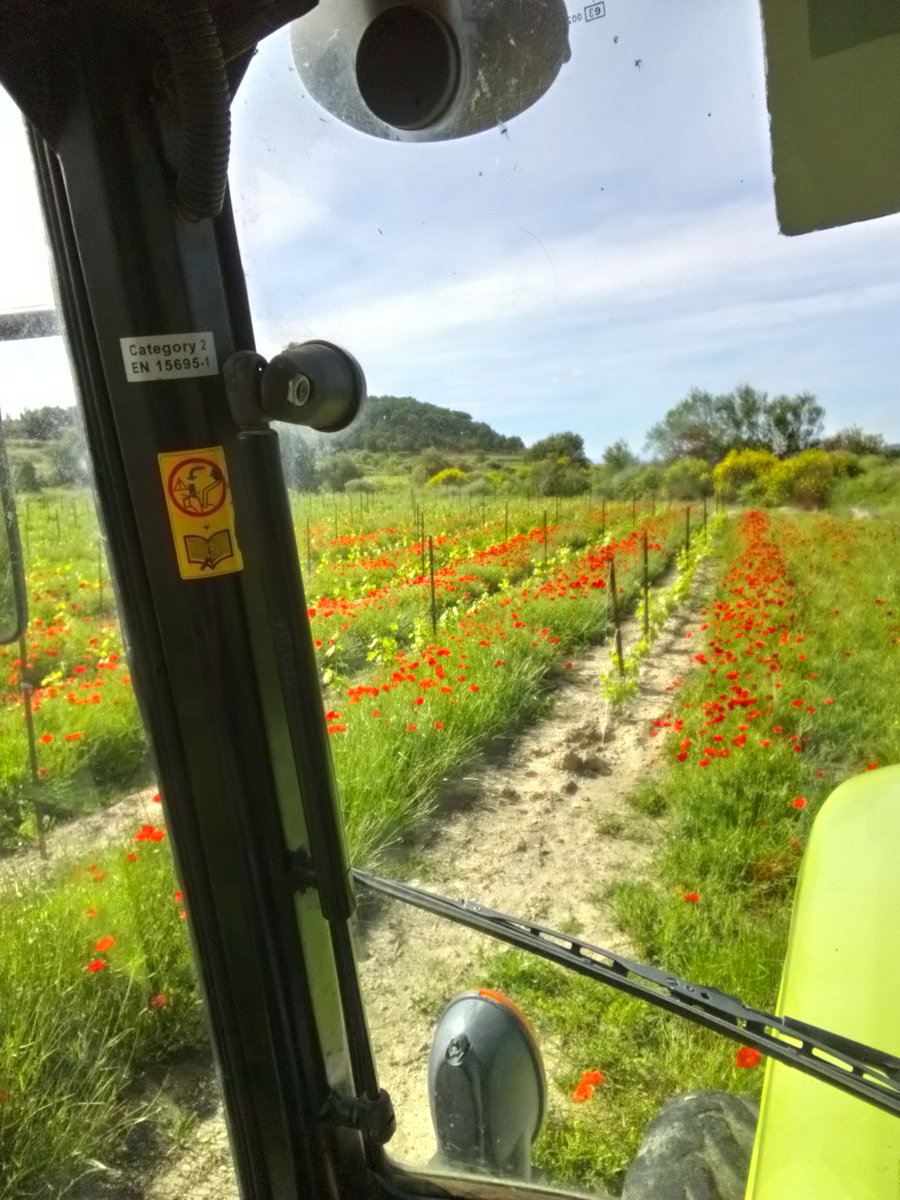 CavedeGruissan's tweet photo. Le travail continue dans le vignoble coopératif gruissanais. Ici du coté de l'Ile Saint Martin, une jeune vigne de Cinsault entre coquelicots...
#momentscavedegruissan #gruissan #vindegruissan #laclape #aude #aoclanguedoc #lavignecontinue #aoclaclape #aoccorbieres https://t.co/bgbYJ50BDr