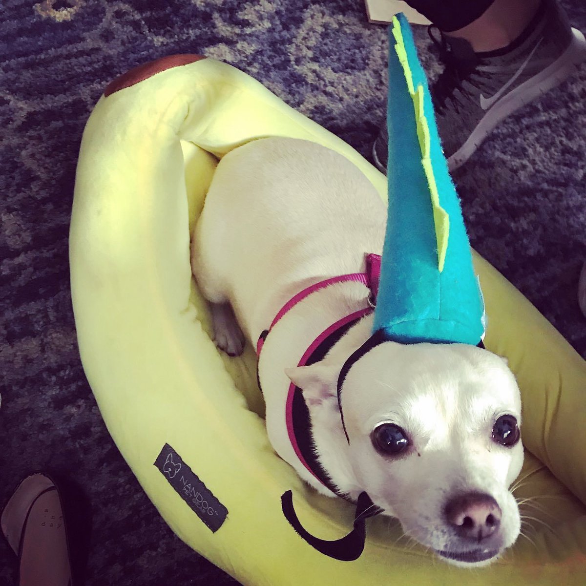 bestofbooksok's tweet image. Ellie is SO excited for story time tomorrow! Live on Facebook 11 am on Saturday! Who’s excited with her? 🙋🏼‍♀️
405-340-9202
bestofbooksok.com