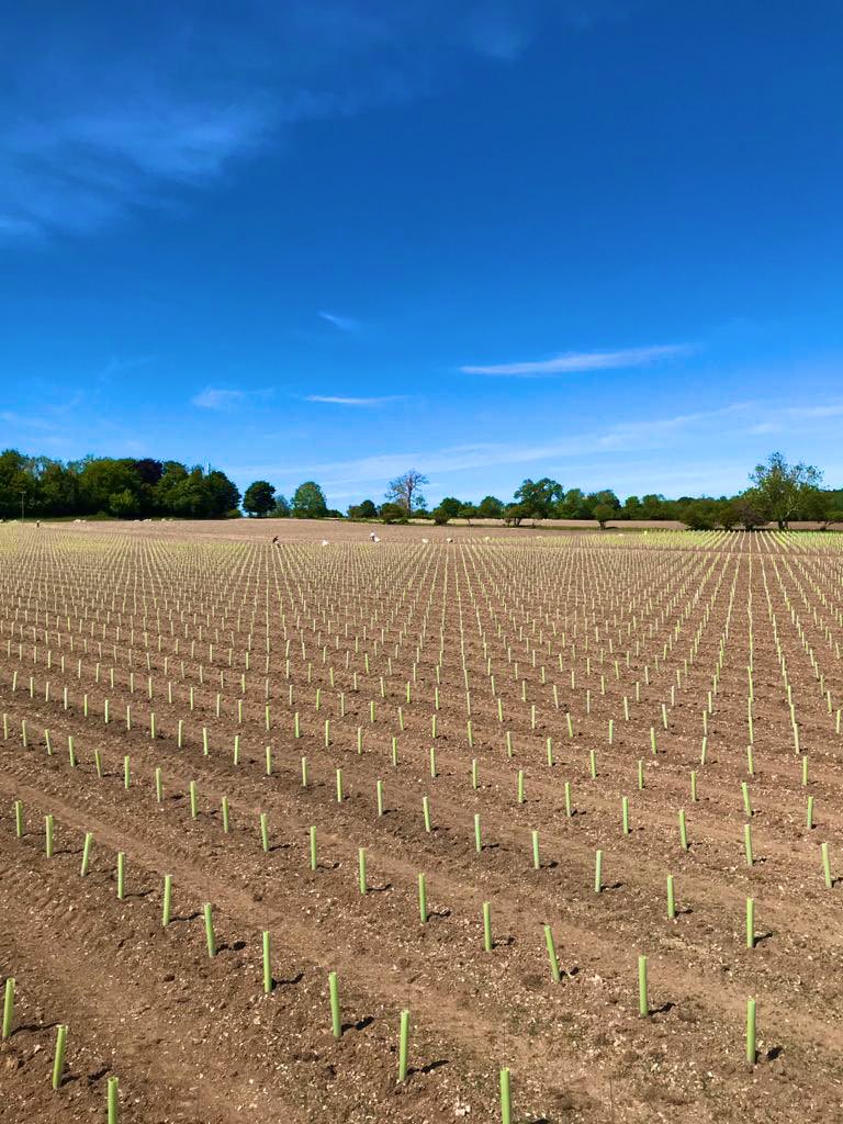 ArteliumWine's tweet photo. Our third year of planting, and still as rewarding to see the straight lines of vines guards at the end of a busy week. Thank you to all our team and #vineworks and #agrarminges. Enjoy a well deserved bank holiday π₯ https://t.co/r2SYOTJZvb