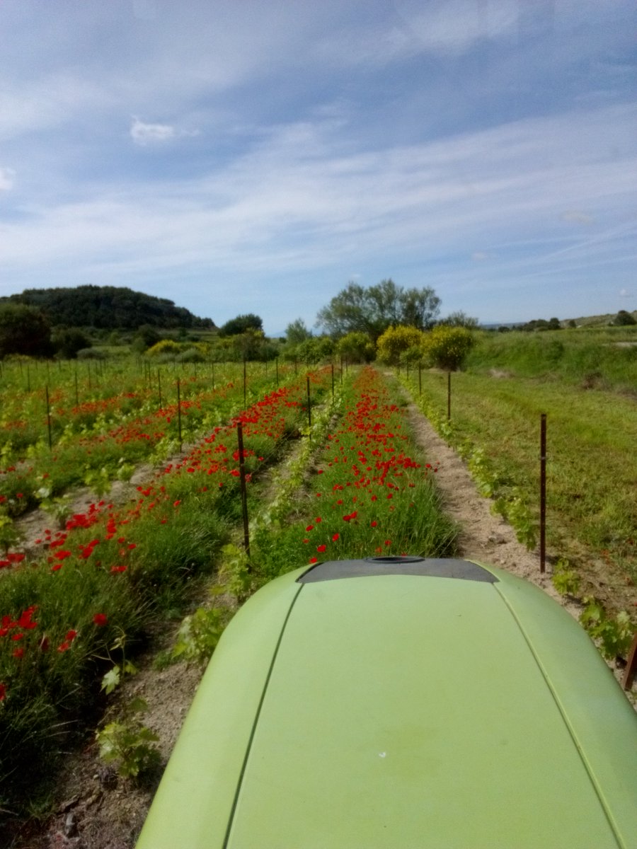 CavedeGruissan's tweet photo. Le travail continue dans le vignoble coopératif gruissanais. Ici du coté de l'Ile Saint Martin, une jeune vigne de Cinsault entre coquelicots...
#momentscavedegruissan #gruissan #vindegruissan #laclape #aude #aoclanguedoc #lavignecontinue #aoclaclape #aoccorbieres https://t.co/bgbYJ50BDr