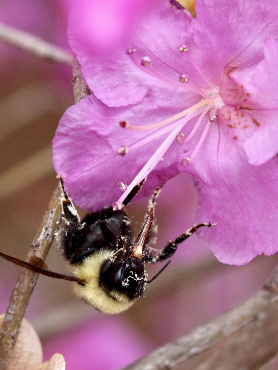 Aphanotus's tweet photo. Check out the mouthpart detail on this #Bombus impatiens queen. (I feel like I'm finally figuring out how to use a flash effectively.) #nativepollinator #bumblebee #macrophotography https://t.co/0f8SflxPbB