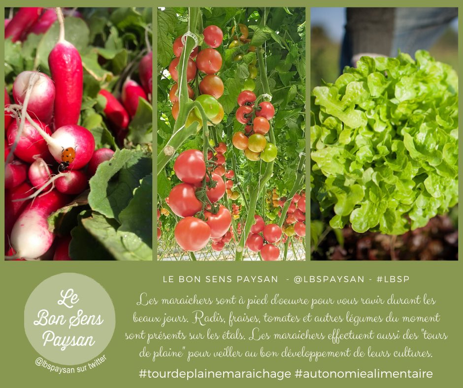 AgriculteursIDF's tweet photo. #lbsp #tourdeplainemaraichage 🍓🍅🥬🥒
👉 Nos maraîchers aussi assurent des « tours de plaines », la saison bat son plein et il leur faut être attentifs au bon développement de leurs cultures. 🥬🍅🥒🍓 pour votre grand plus grand plaisir ! 
#mairaichage #lsbp #casentlete https://t.co/p8PtsM8cZ6