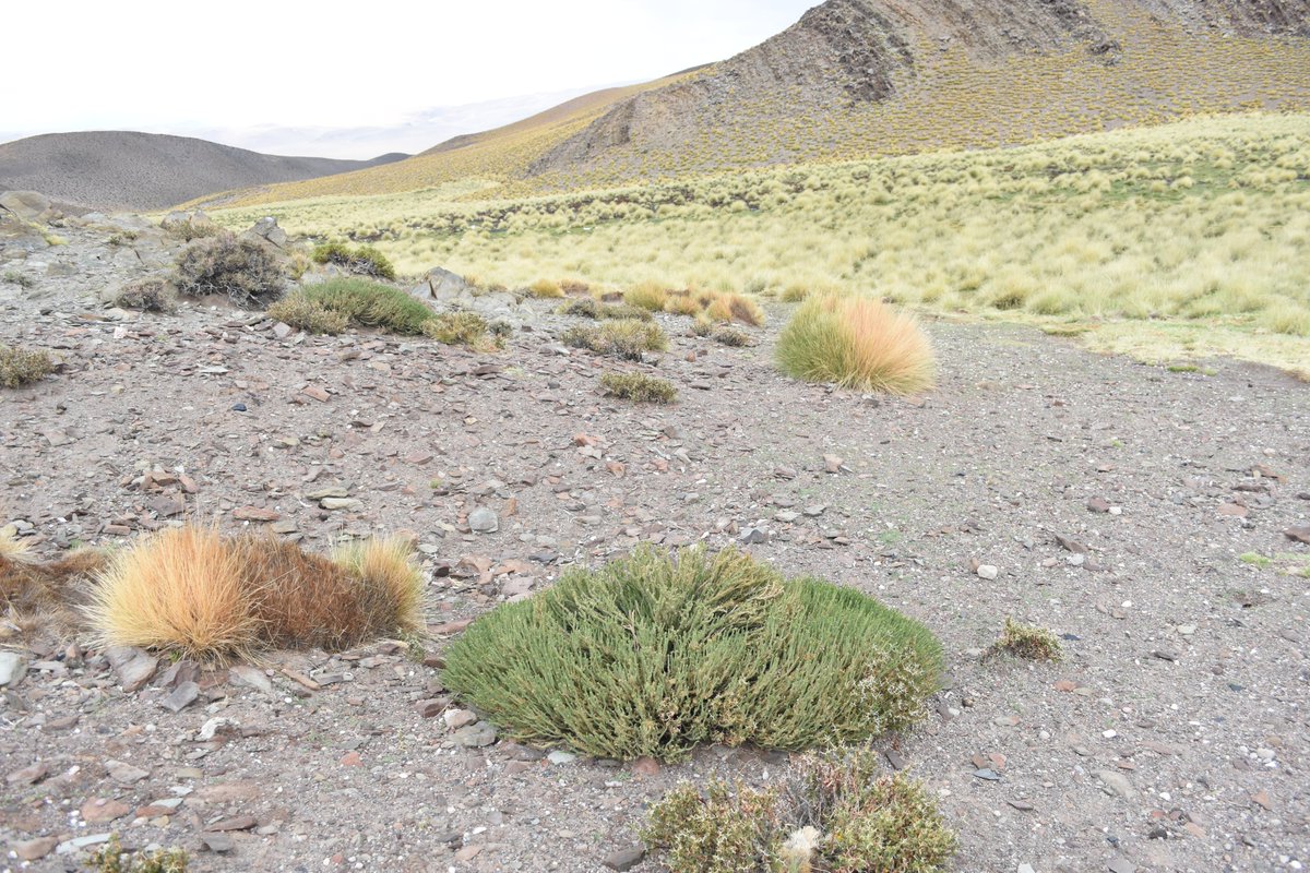 Even when you are a dwarf shrub, the mode of propagation is key to persist in  #mountain communities. Vegetative reproduction and spread through clonal growth play an important role in many species ( https://doi.org/10.3732/ajb.1600229) (5/6)