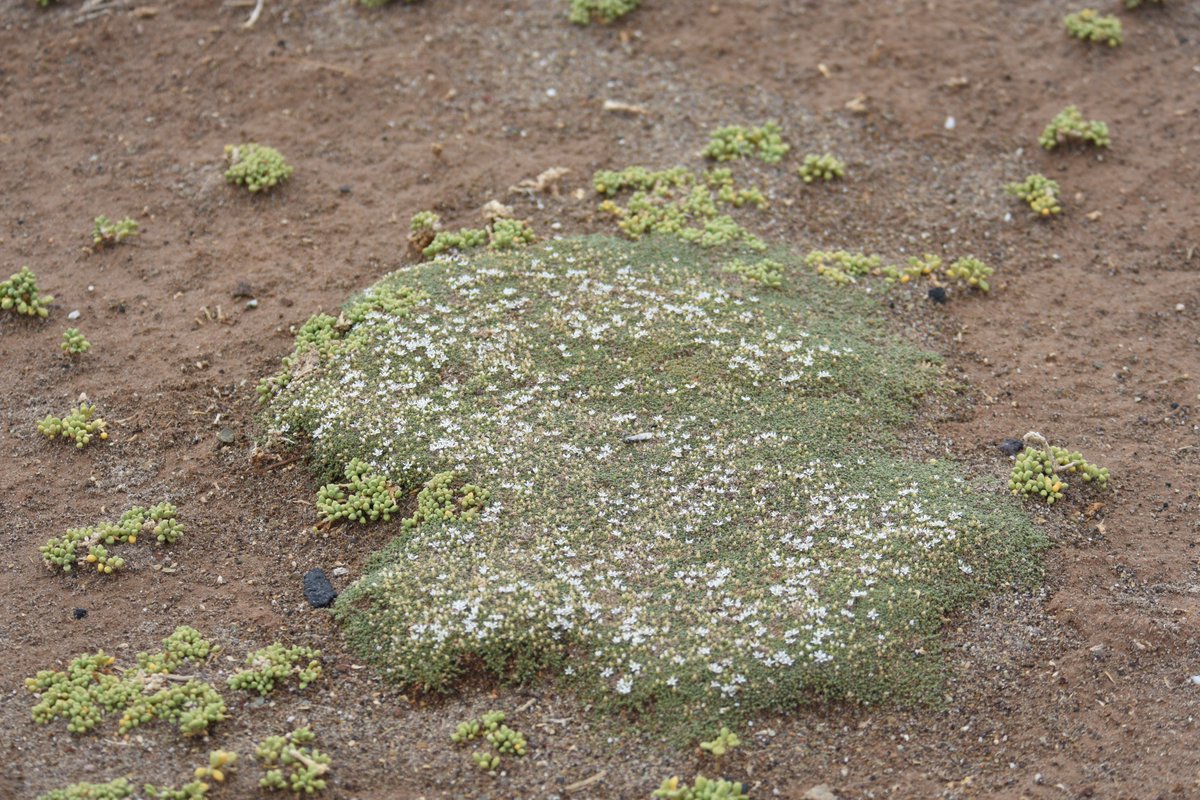 Even when you are a dwarf shrub, the mode of propagation is key to persist in  #mountain communities. Vegetative reproduction and spread through clonal growth play an important role in many species ( https://doi.org/10.3732/ajb.1600229) (5/6)