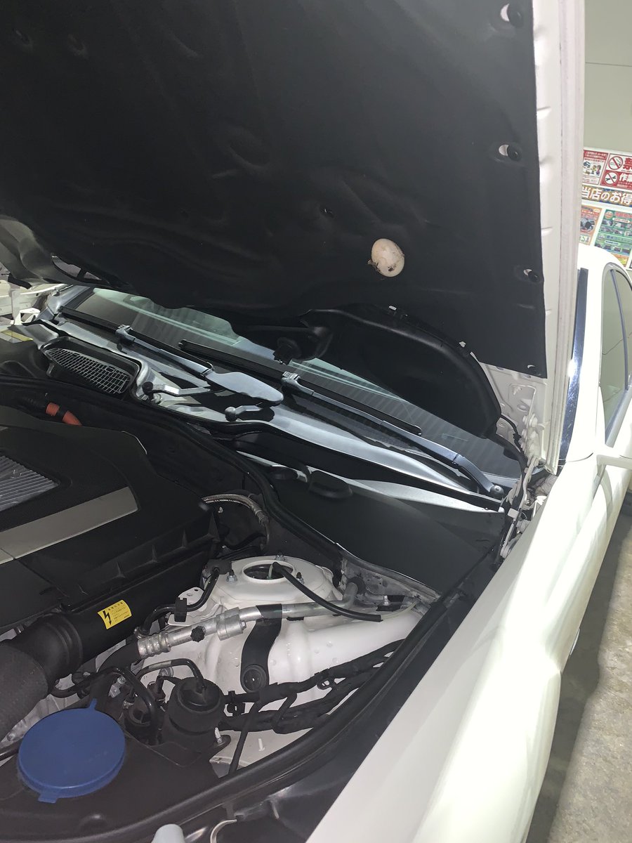 5Hatyaken's tweet photo. 友達の車の洗車手伝ったんだけど、ボンネット開けたらまさかの卵が引っ付いてた🥚w
卵の親御さん誰w https://t.co/D3kvZMkd3l