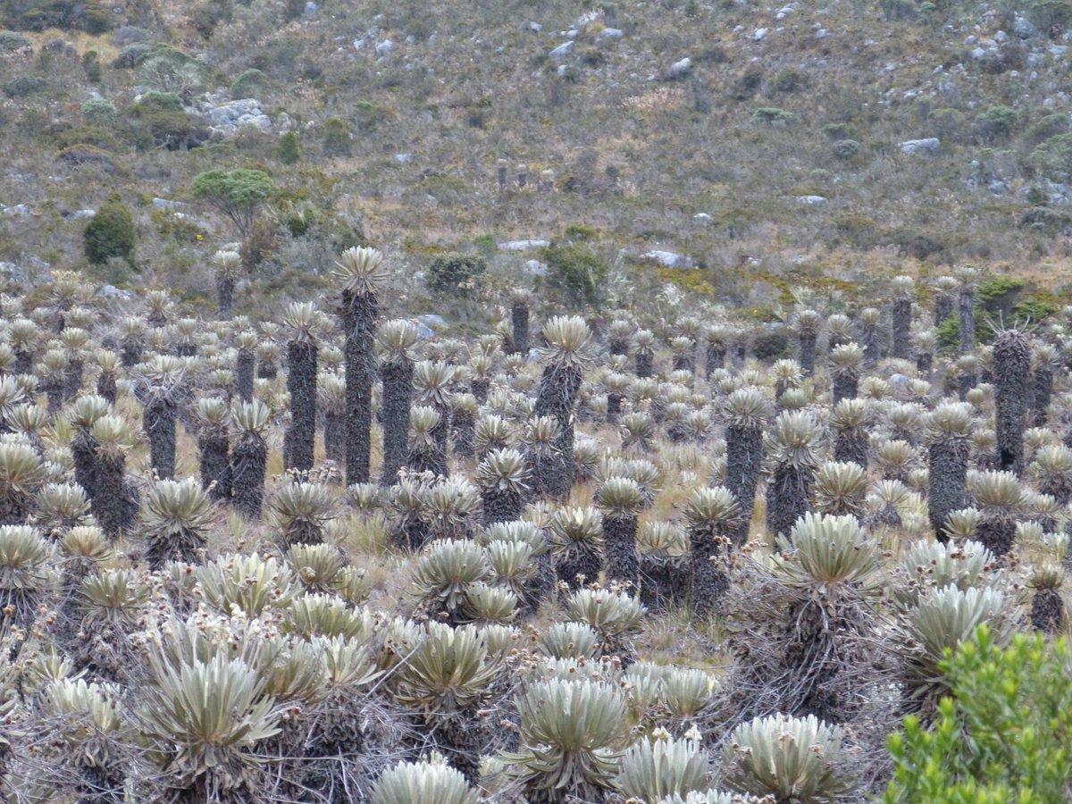 Other well-known strategies are ‘defend what you have’ and ‘disperse as you can’ translated into  #spiny plants with wind pollination and/or wind-dispersed seeds/fruits, like mountain  #cacti or Espeletia ( https://doi.org/10.3732/ajb.94.8.1321;  https://doi.org/10.1002/j.1537-2197.1989.tb15145.x) (4/6)