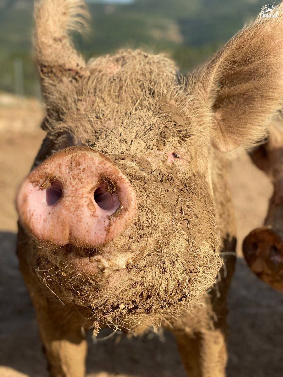 CompasionAnimal's tweet image. ¿Adivináis dónde pasa Zacarías estos días de tanto calor?
Como hay una dura competencia por salir en las mejores fotos en la página del Santuario, Zacarías se lo toma muy en serio y cada día se hace mascarillas de barro para proteger y cuidar su piel 😏