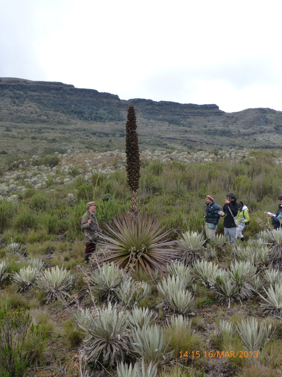 Not all the  #plants can cope with high-elevation, above treeline habitats, so who are the winners? Find this out on the next threads! (6/6)