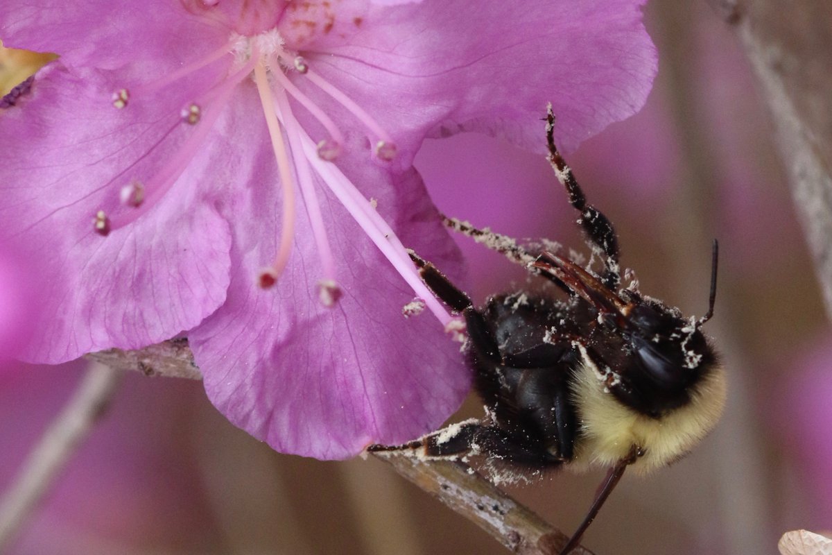 Aphanotus's tweet photo. Check out the mouthpart detail on this #Bombus impatiens queen. (I feel like I'm finally figuring out how to use a flash effectively.) #nativepollinator #bumblebee #macrophotography https://t.co/0f8SflxPbB