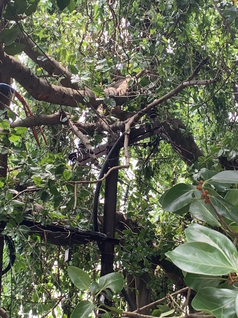 SoumoBasu's tweet photo. No electricity, no water for more than 72 hours. Please see the attached pics and spread tour help ASAP @MamataOfficial @FirhadHakim @derekobrienmp #rajeevbanerjee #kalyanbanerjee #AmphanCyclone #Amphan #bally #westbengal https://t.co/7DqEZfeTnR