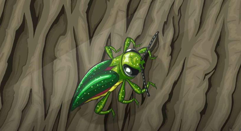 MNagriculture's tweet photo. It's Emerald Ash Borer Awareness Week! Check out this video from @USDA_APHIS on the life cycle of #EAB to understand how the insect moves from tree to tree. Remember: Don't move firewood! https://t.co/7YZ5NLoHYI #eabawareness #eabawarenessweek https://t.co/Ld6GbYyA3A