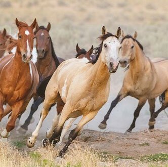 Hoshi > The Lead Mare Leads from the front, directs the energy of the group