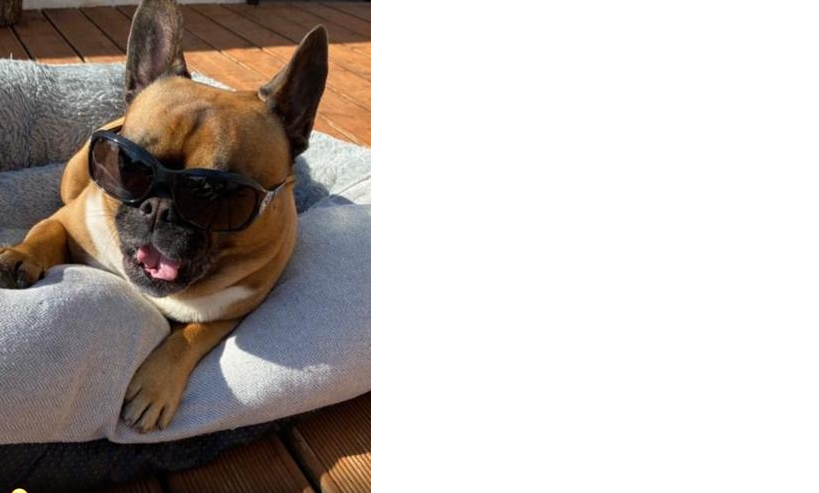 thehollinslancs's tweet photo. Billy Winston would like to wish you all a very happy and safe half term.  He has been waiting a long time for Miss Crosland to bring the drink he ordered! #staffdogs https://t.co/6YpwuqzByK