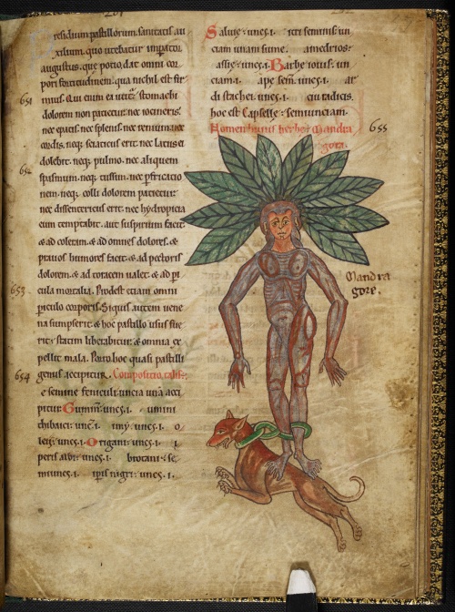 there also many illustrations of mandrakes in Latin and Greek manuscripts. Here is one in a 12th-century Latin ms (Harley MS 1585 fol. 57r)