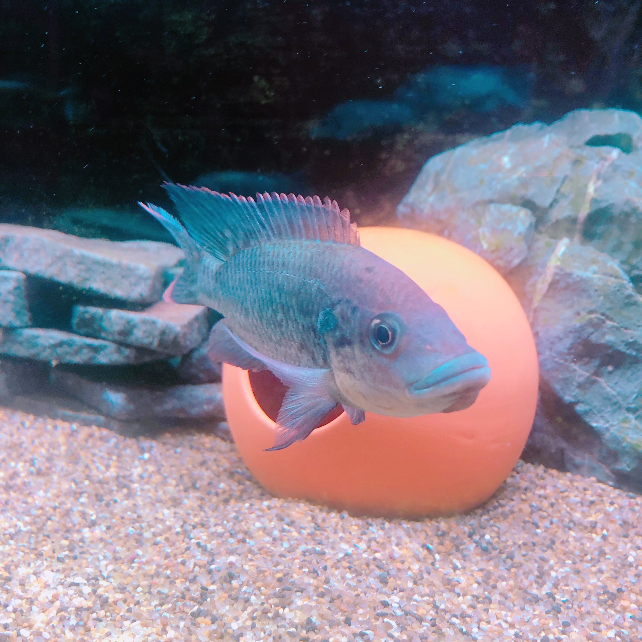 N氏 ハナムグリ系専門です モザンビークティラピアの若魚欲しい方いますか 1匹1000円で販売致します かなりレア種ですのでこの機会に是非 複数ご購入の場合は安くなります 写真は成魚です 拡散希望 ティラピア モザンビークティラピア 熱帯魚 N氏 ハナムグリ系専門です モザンビークティラピアの若魚欲しい方いますか 1匹1000円で販売致します かなりレア種ですのでこの機会に是非 複数ご購入の場合は安くなります 写真は成魚です 拡散希望 ティラピア モザンビークティラピア 熱帯魚