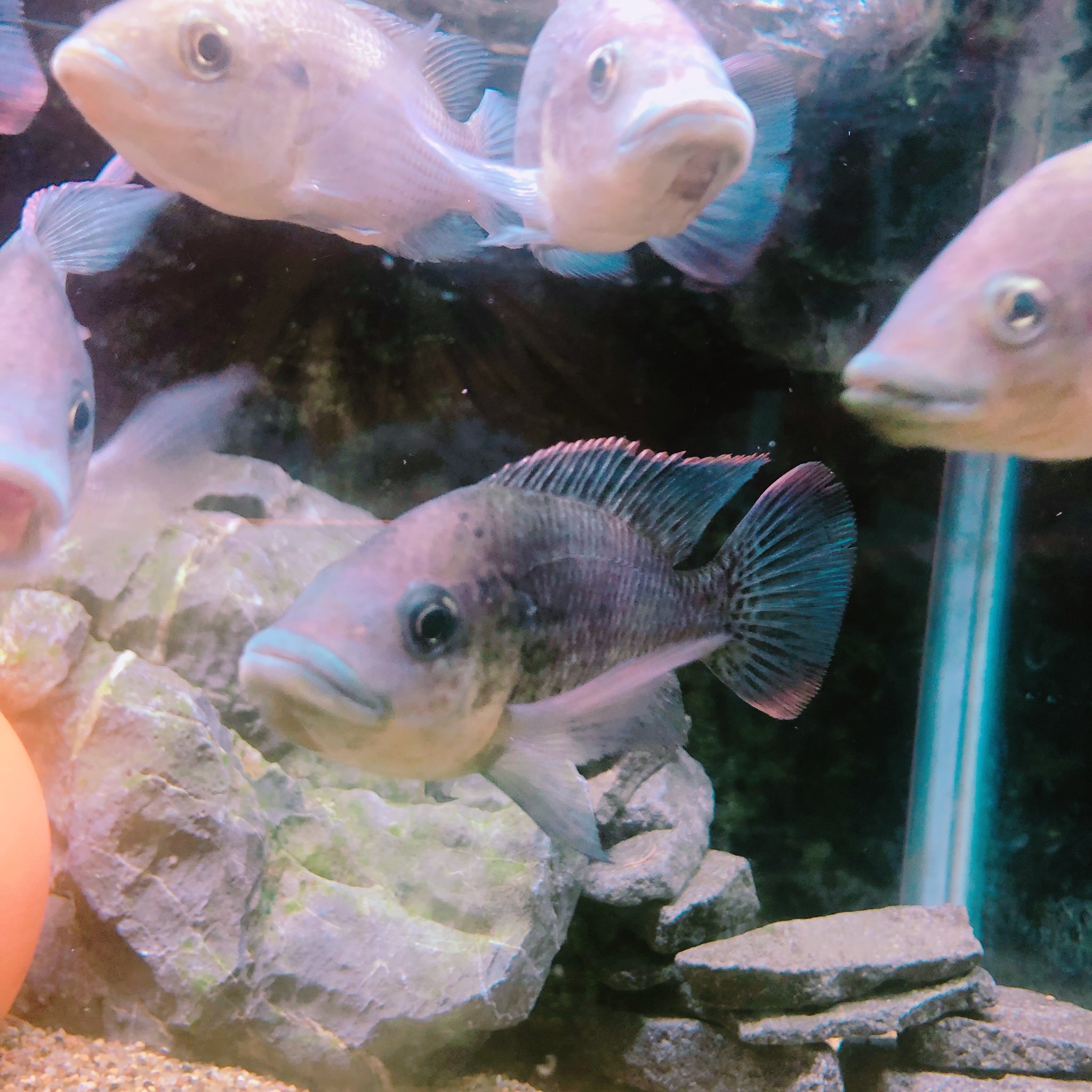 N氏 ハナムグリ系専門です モザンビークティラピアの若魚欲しい方いますか 1匹1000円で販売致します かなりレア種ですのでこの機会に是非 複数ご購入の場合は安くなります 写真は成魚です 拡散希望 ティラピア モザンビークティラピア 熱帯魚 N氏 ハナムグリ系専門です モザンビークティラピアの若魚欲しい方いますか 1匹1000円で販売致します かなりレア種ですのでこの機会に是非 複数ご購入の場合は安くなります 写真は成魚です 拡散希望 ティラピア モザンビークティラピア 熱帯魚