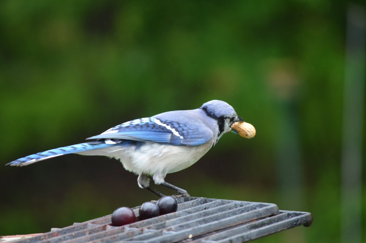 QasimYousafzai's tweet photo. Captured my favorite #Blue_Jay from even more close range :) #birdwatching #birdphotography #birds @SMBC @wildlifeaction https://t.co/7oP2twSHdX
