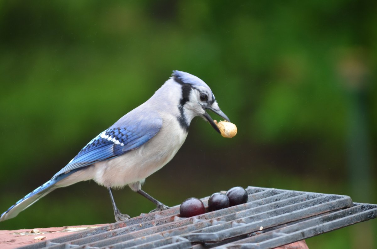 QasimYousafzai's tweet photo. Captured my favorite #Blue_Jay from even more close range :) #birdwatching #birdphotography #birds @SMBC @wildlifeaction https://t.co/7oP2twSHdX