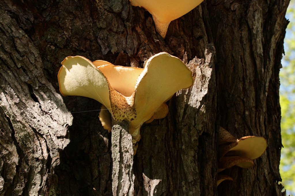 MikeWil32606343's tweet photo. Fully expected to see some fairies or little creatures pop out of these #mushroom homes on the side of this tree 12 feet up. #shareyourweather #getoutside #wanderingweekends #portburwell @PortBurwellPP @Explorationproj @ImjustagirlJm any idea what kind?? https://t.co/FHqeJELbmy