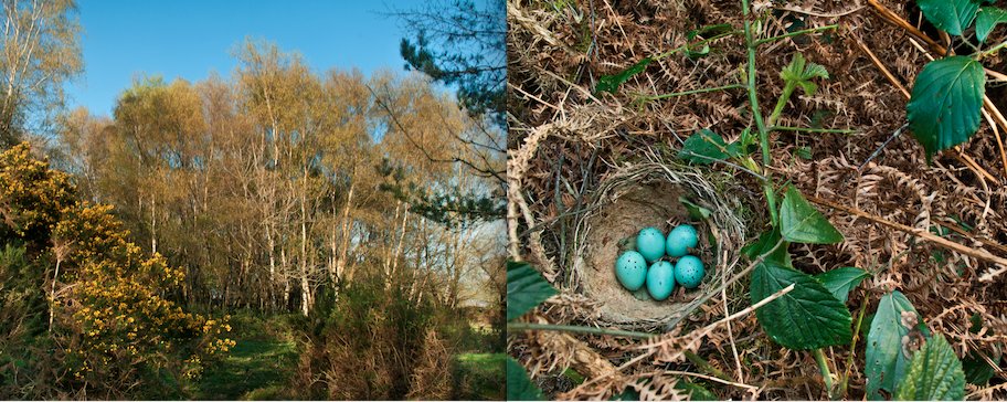 3/10. Bramble provides a GREEN BLANKET under which many other birds build their nests. See this song thrush nest. It’s built into gorse at the forest edge, but by weaving into creeping bramble, the song thrush increases the nest's concealment from predators.