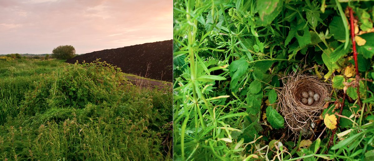 4/10. Bramble creates NEW APARTMENTS for birds short of existing property options in a landscape. Take this reclaimed peat-land on the Somerset levels. Fenland is a great habitat, but bramble here provides the structural support needed for common whitethroats to raise a family.